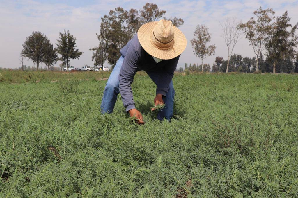 Productores de San Andrés Mixquic reciben composta de manos de la Sedema y la Alcaldía Tláhuac 