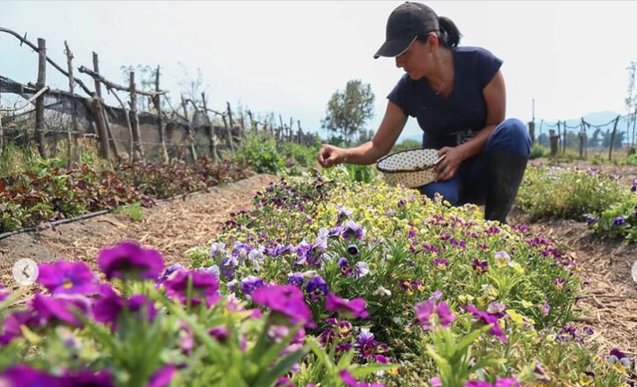 Dalias y Julietas emprendimiento orgullosamente tlahuaquense
